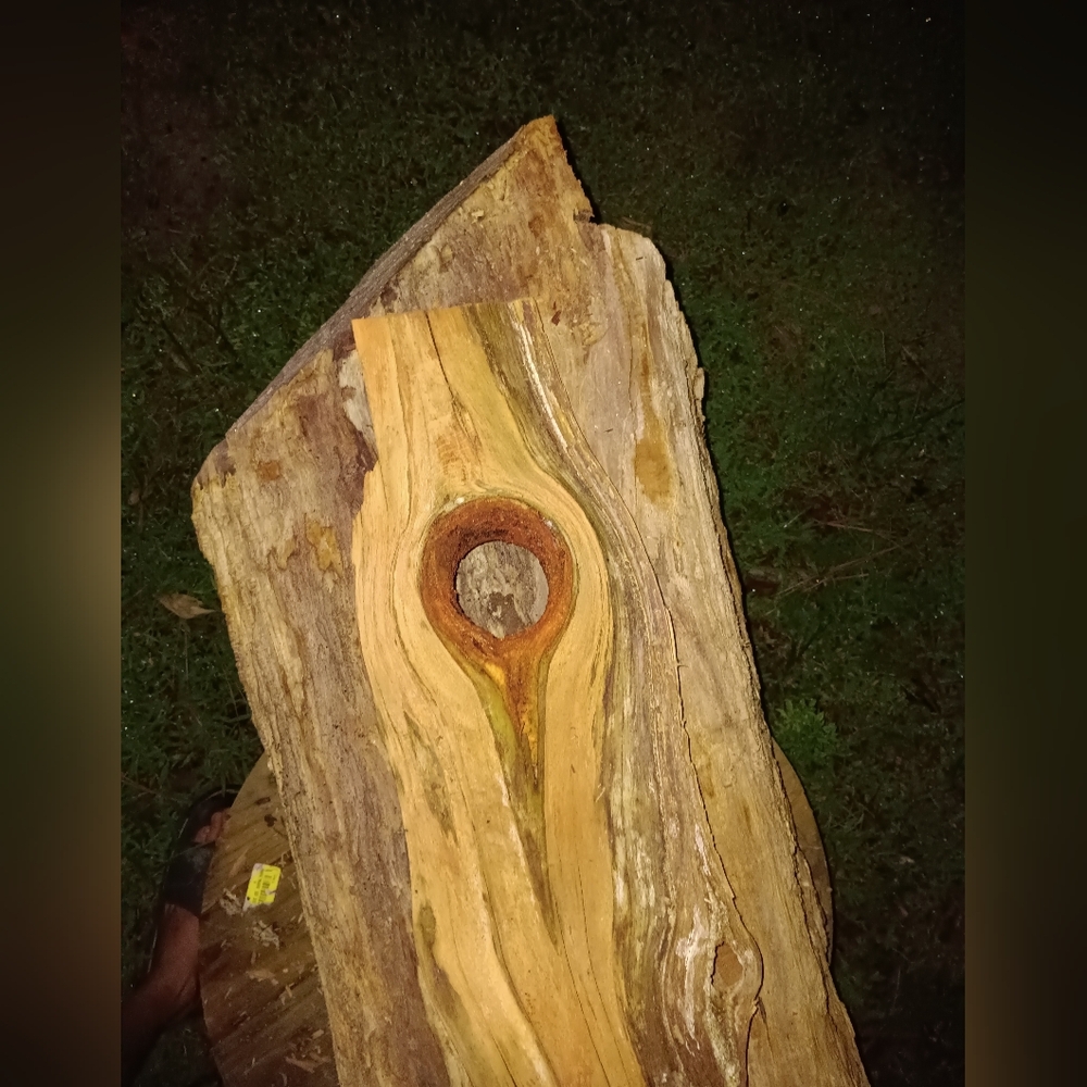 Bird nest